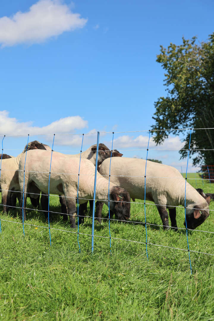 AKO Schafsnetz TitanNet Premium Plus